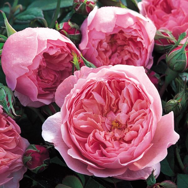 Роза Зе Алнвик Роуз (The Alnwick Rose) английский шраб, саженец 3-летний ЗКС премиум, контейнер 7 литров