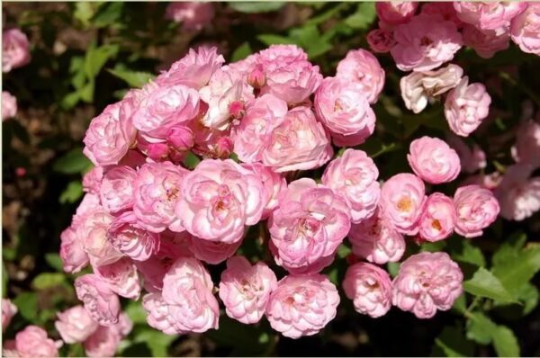 Роза Хевенли Пинк (Heavenly Pink) мускусный шраб, саженец 3-летний ЗКС премиум, контейнер 7 литров