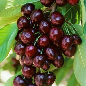 Дюк Кормилица саженец 3х лет ЗКС