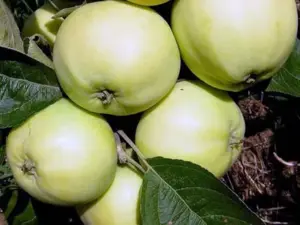Яблоня классическая летняя Папировка