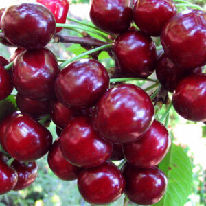 Вишня Жуковская саженец 3х лет с развитой корневой системой в контейнере 7 литров
