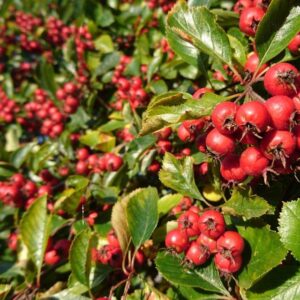 Боярышник обыкновенный CRATAEGUS LAEVIGATA в  контейнере 10 л.
