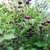 Вишня Шоколадница — изображение 2