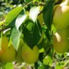Груша Русская Красавица — изображение 2