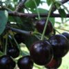 Вишня Россошанская Черная — изображение 2