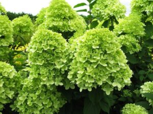 Гортензия метельчатая Гарденлайт Гринлайт (Gardenlight Greenlight), крупноцветковый сорт с лаймовыми оттенками