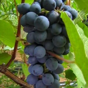 Виноград Зилга" Глубокие синие воды" вкус Изабеллы -Фермеры Твери! самоопыляемый неприхотливый 3 летний саженец в контейнере 7 литров