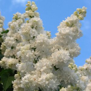 Сирень Моник Лемуан в контейнере 7-10 л