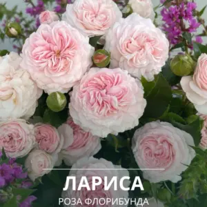 Роза Лариса (Larissa) флорибунда, 3 года, 7 л