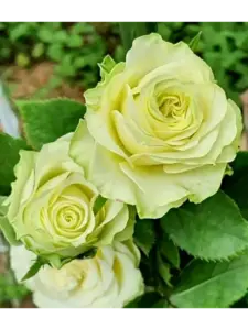 Роза Грин Романтик (Green Romantic) чайно гибридная, саженец 3 летний ЗКС премиум, Франция, контейнер 7 литров — фото растения