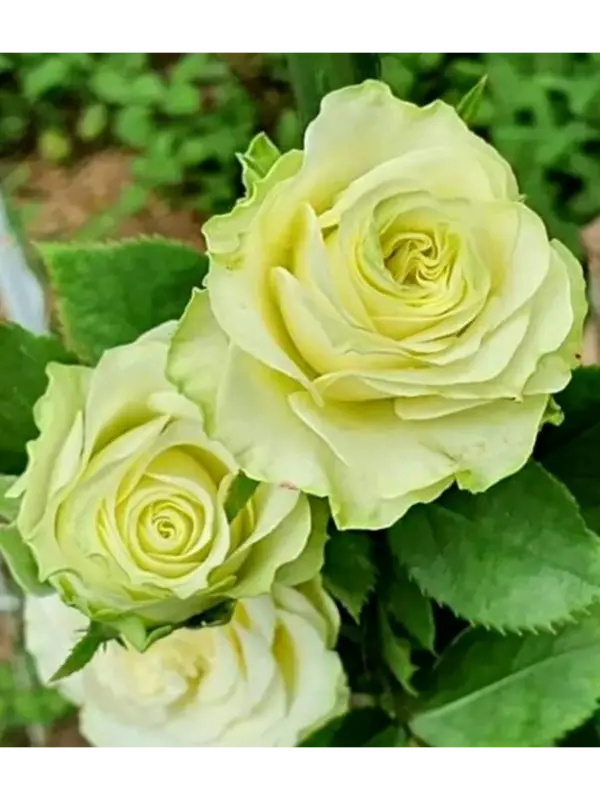 Роза Грин Романтик (Green Romantic) чайно-гибридная, саженец 3-летний ЗКС премиум, Франция, контейнер 7 литров
