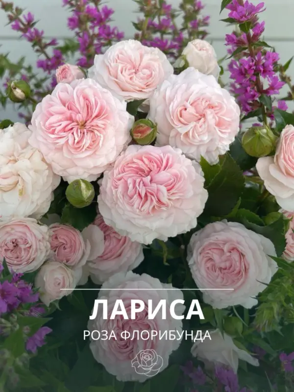 Роза Лариса (Larissa) флорибунда, саженец 3-летний ЗКС премиум, Германия 2008, контейнер 7 литров