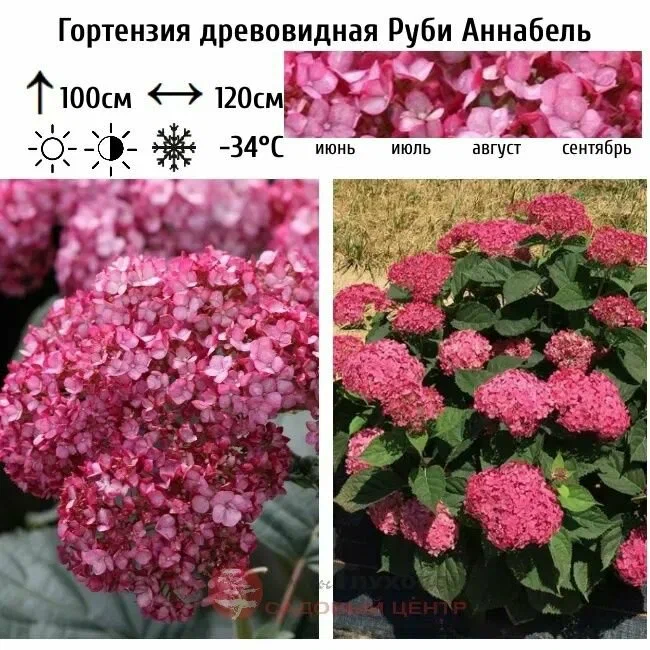 Гортензия Древовидная Руби Аннабель вишневый цвет все лето ЗКС развитая коневая система растение в контейнере 10 литров 35%РАСПРОДАЖА! — изображение 5