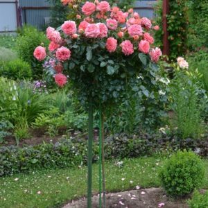 Роза Розенштадт Фрайзинг (Rosenstadt Freising) на штамбе, 2 года, 20 л