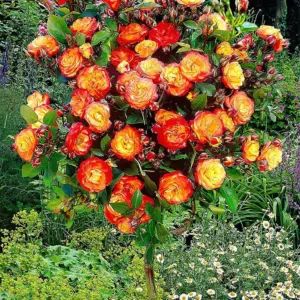 Роза Самба (Samba) флорибунда, 3 года, 7 л