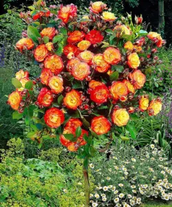 Роза Самба (Samba)
