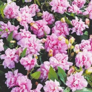 Калистегия Флоре Плена (Calystegia Flore Plena) махровая «Сибирская роза», саженец ЗКС премиум класса — фото растения