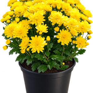 Хризантема мультифлора Bransound Yellow — фото растения